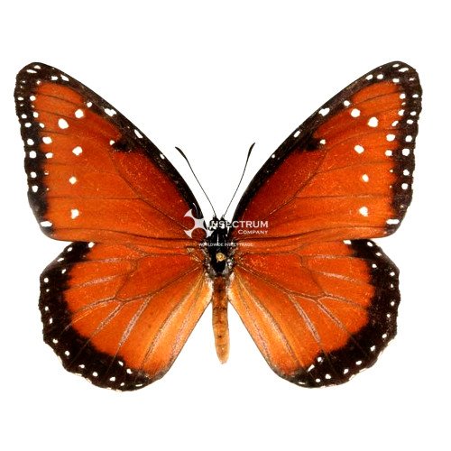 DANAUS GILIPPUS THERSIPPUS The Queen butterfly